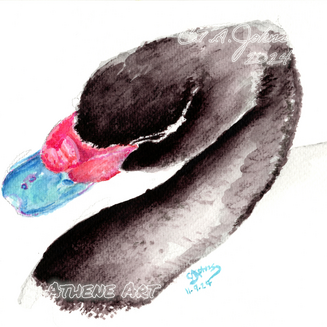Black Necked Swan | 2024