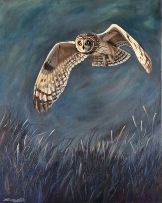 Short eared owl