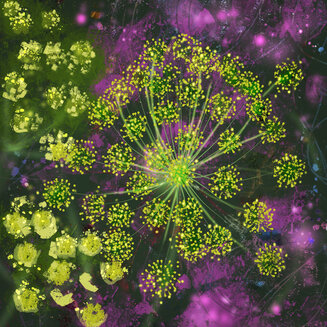 Dill and Salvia