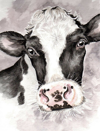 Friesian Cow
