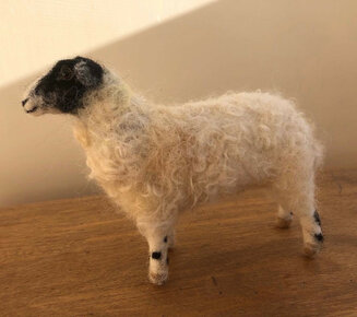 Sheep