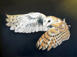 Barn Owl in Flight