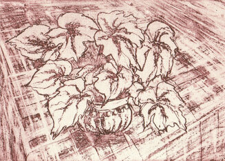 begonia rex