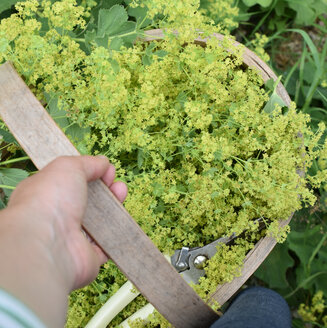 Natural plant dyes made with plants foraged from the field + garden