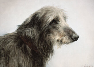 Scottish Deerhound, pastel