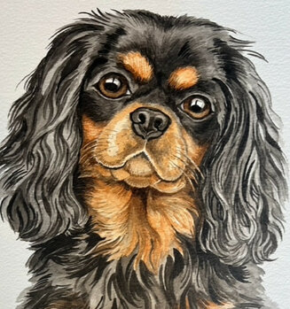 Cheeky Cavalier