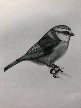 Blue Tit