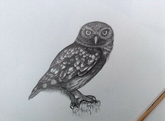 Little Owl