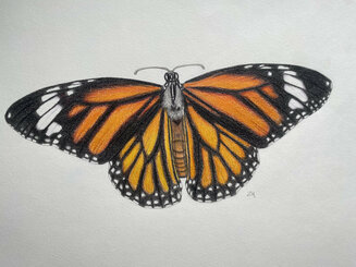 Monarch Butterfly
