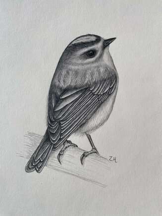 Goldcrest