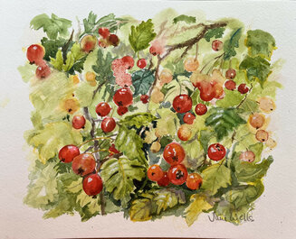Haw Berries