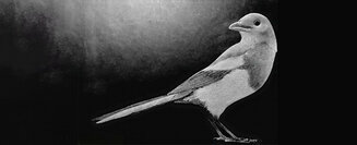 MAGPIE