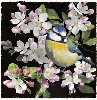 blue tit with apple blossom