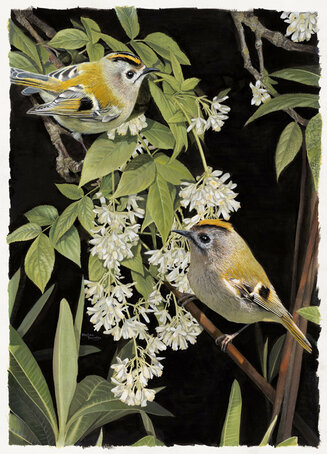 goldcrests and white blossom