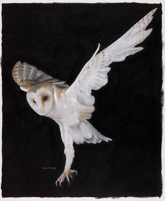 barn owl hunting