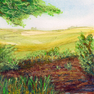 summer pond