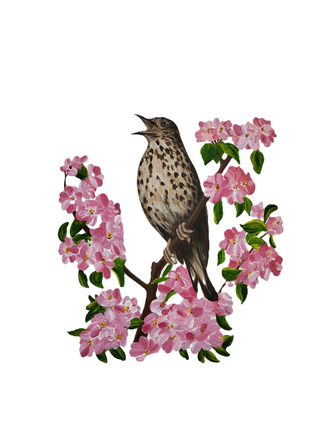 Song Thrush