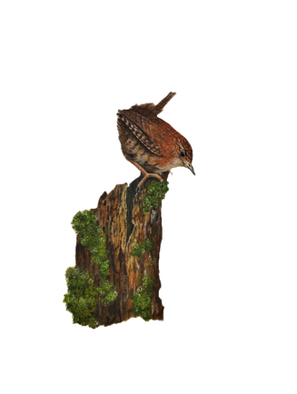 Wren