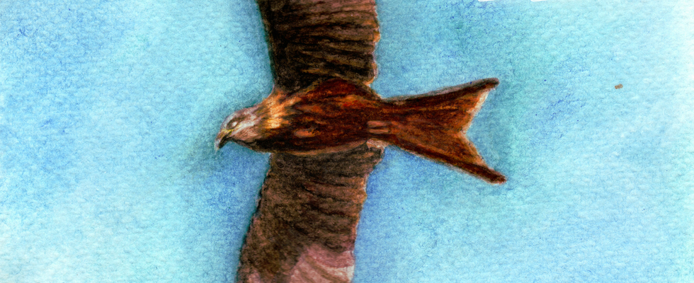 Red Kite | 2020
