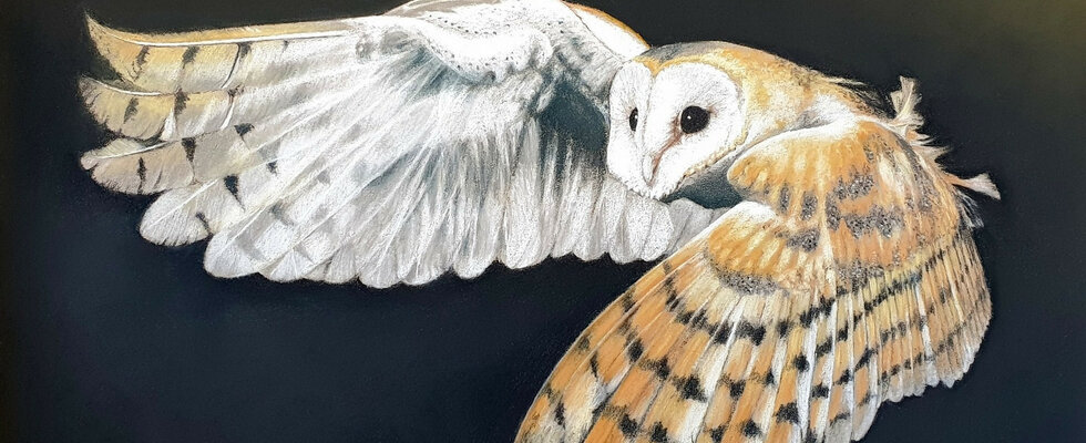 Barn owl in flight
