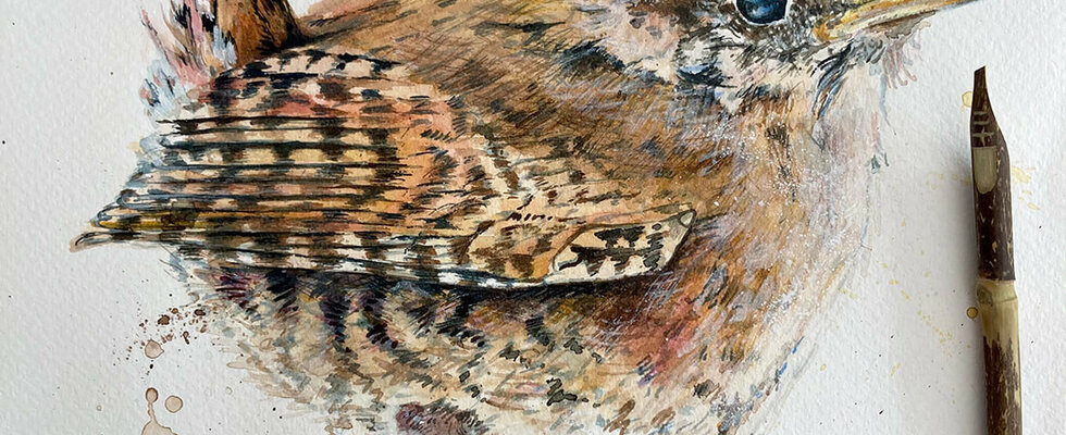 Inky Wren